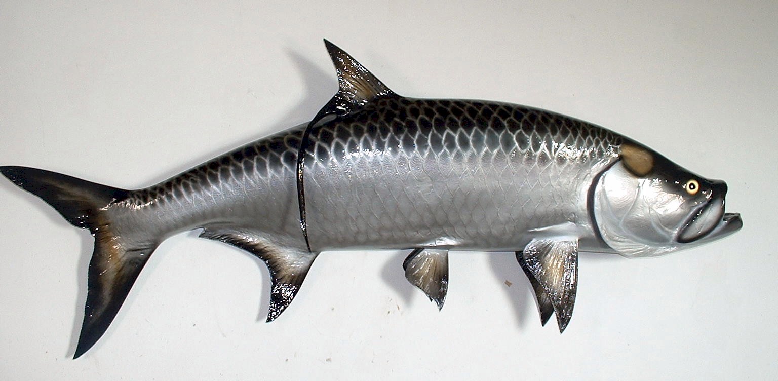 Портрет рыбы породы Тарпон фото