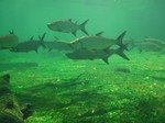 Tarpons near the seafloor