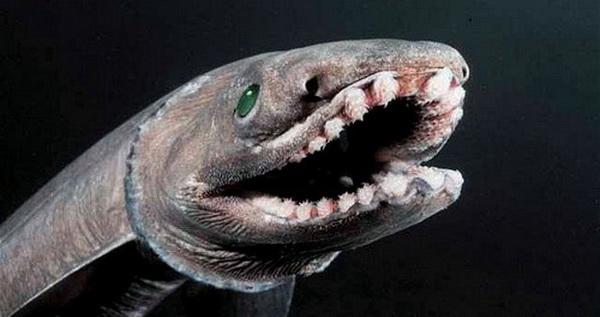 Зубы плащеносной акулы фото