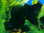 Telescopefishs in the aquarium