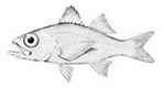 Temperate ocean-bass drawing