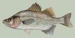 Temperate perch drawing