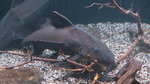 Thorny catfish in the aquarium