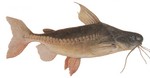 Thorny catfish portrait