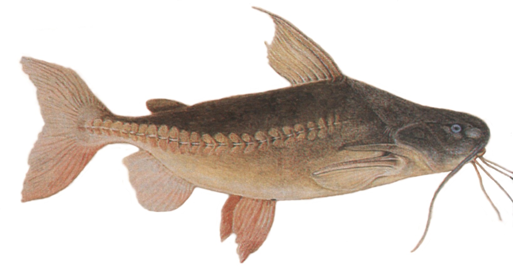 Thorny catfish portrait wallpaper