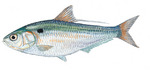 Threadfin drawing