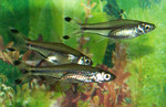 Three Scissor-tail rasbora 