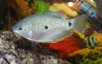 Three spot gourami in the aquarium