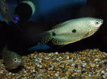 Three spot gourami near the bottom