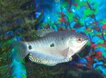 Three spot gourami side view