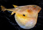 Three-toothed puffer black background