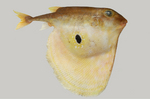 Three-toothed puffer portrait