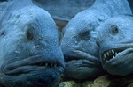 Three Wolffish