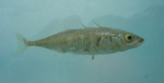 Threespine stickleback blue background