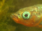 Threespine stickleback face