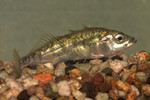 Threespine stickleback on the stones