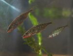 Threespine sticklebacks