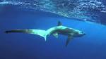 Thresher shark near the water surface