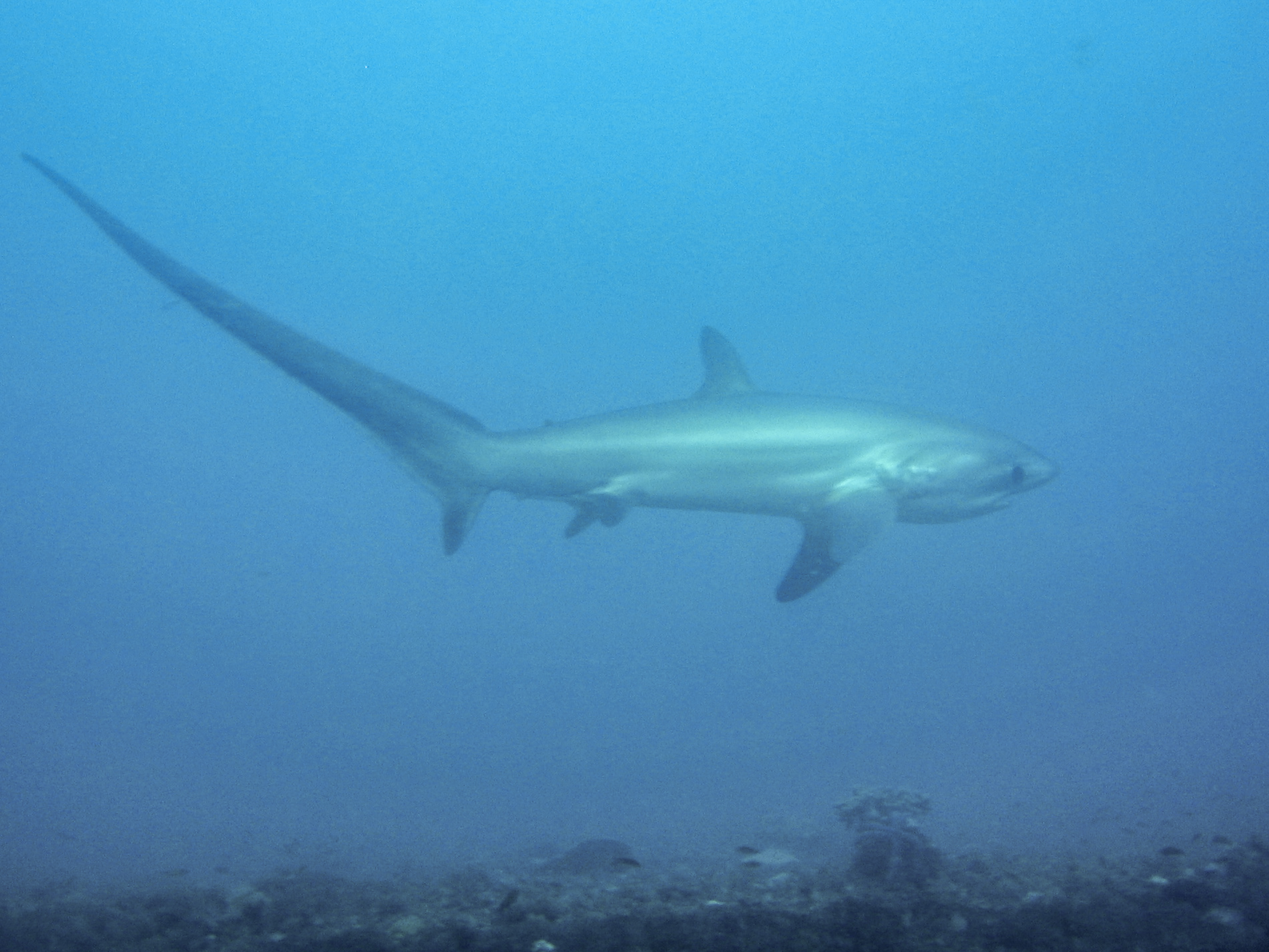 Thresher shark wallpaper