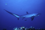 Thresher shark side view