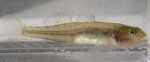 Tidewater goby side view