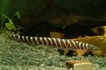 Tiger Sand knifefish