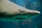 Tiger shark face
