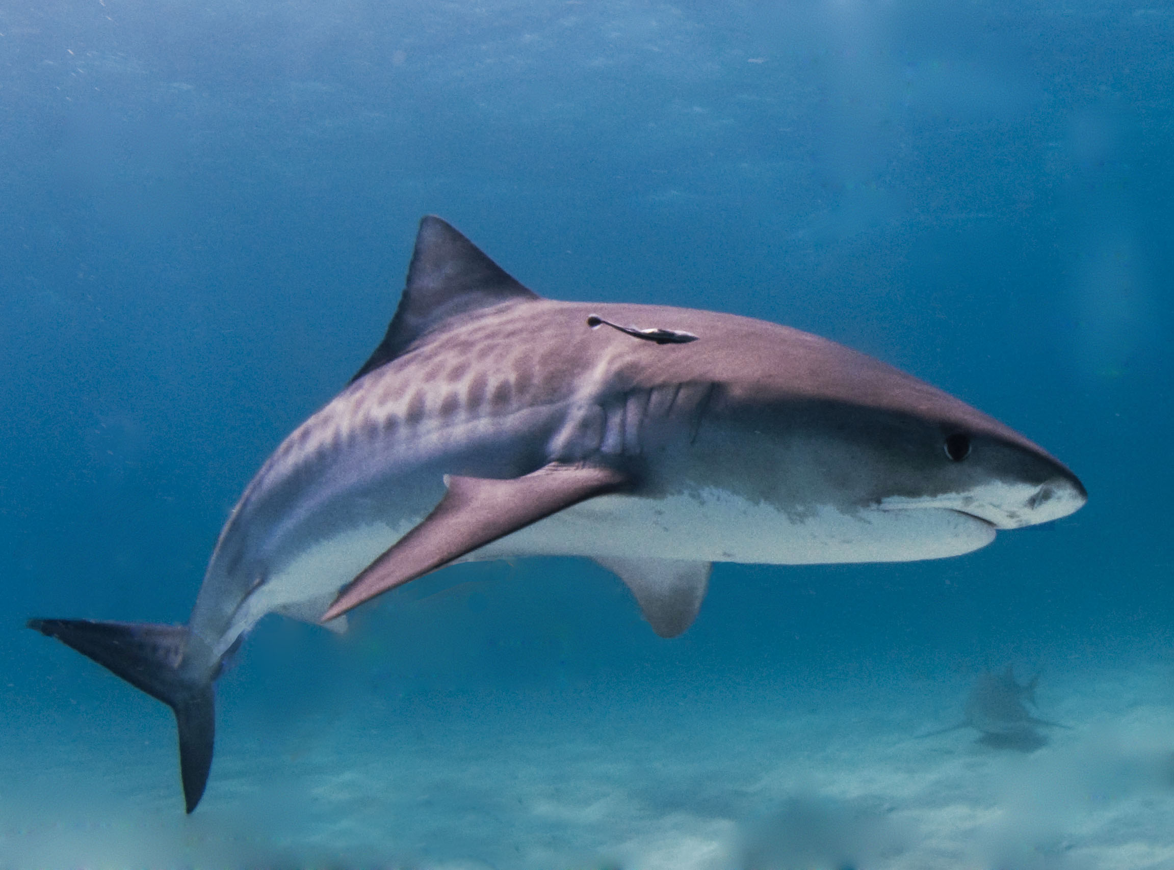 Tiger shark wallpaper