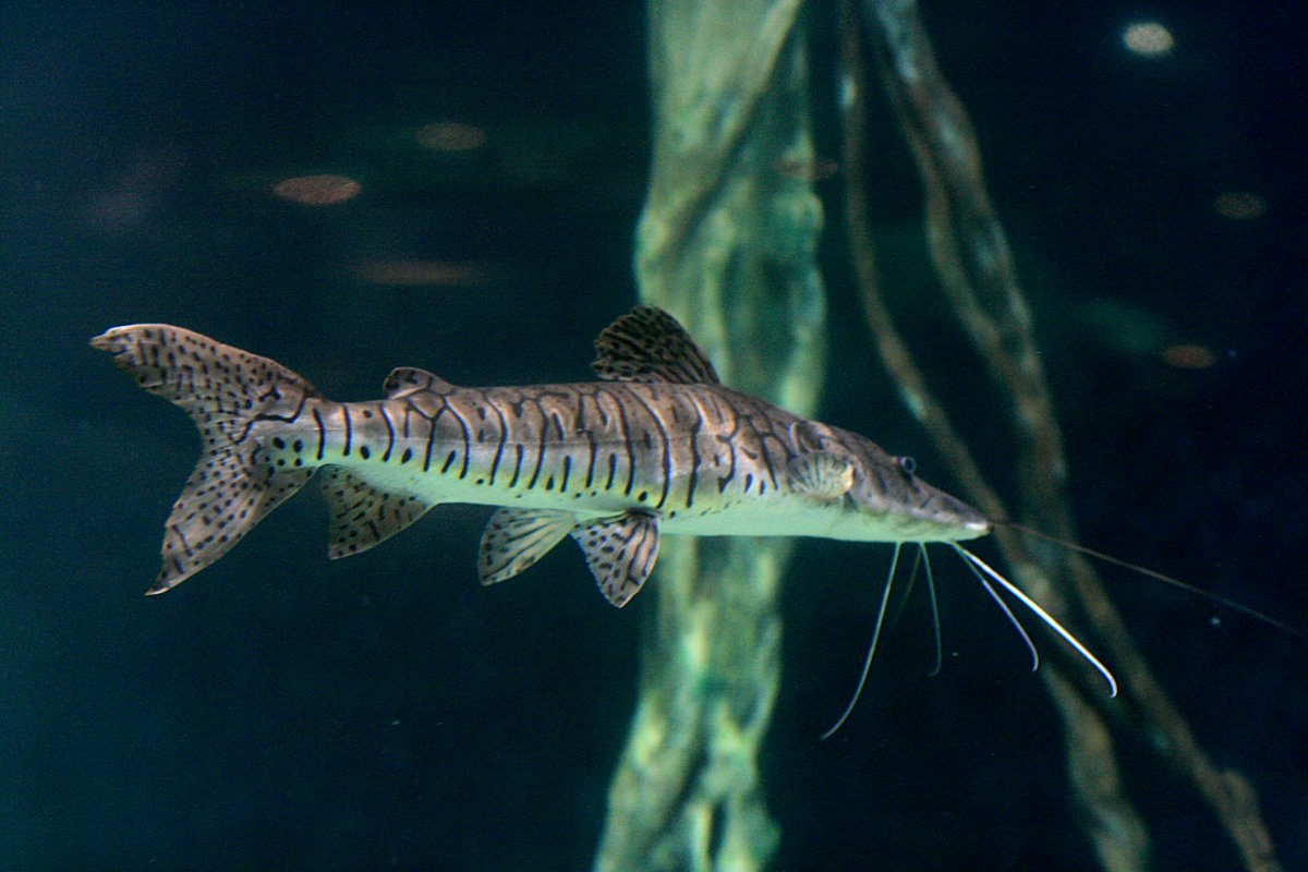 Tiger shovelnose catfish wallpaper