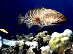 Tiger Yellowfin grouper