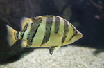 Tigerperch side view