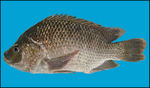 Tilapia blue background