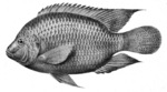 Tilapia drawing