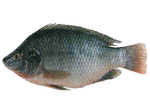 Tilapia portrait