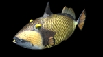 Titan triggerfish black background