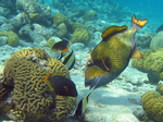 Titan triggerfish