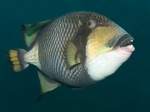 Titan triggerfish side view