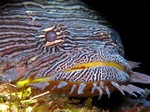 Toadfish face