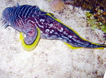 Toadfish top view