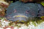 Toadfish watching at you