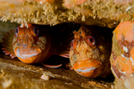 Tompot blennies