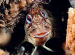 Tompot blenny in a tube