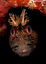 Tompot blenny in the cave