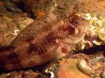 Tompot blenny side view