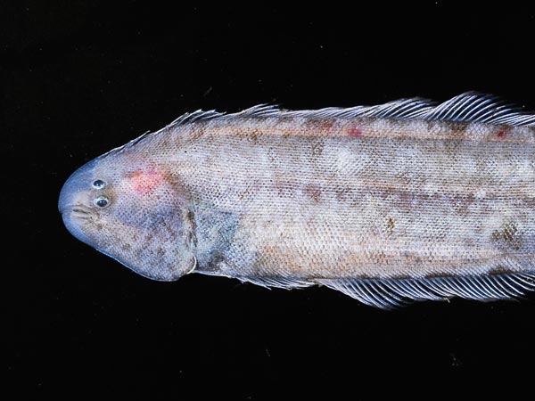 Голова циноглоссовой рыбы фото