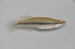 Topminnow portrait