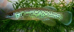 Topminnow side view