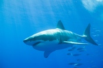 Traveling White shark 