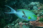 Traveling Yellowfin surgeonfish 