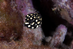 Travelling Trunkfish